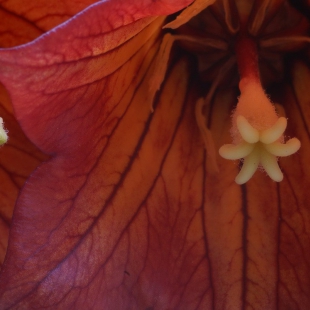 Canarina canariensis